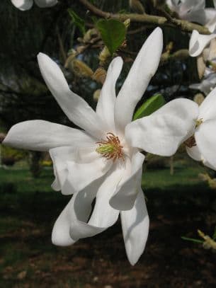 magnolia 'Donna'