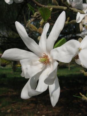 Magnolia 'Donna'
