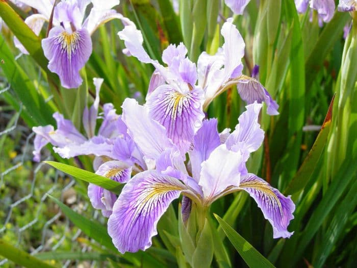 Douglas iris