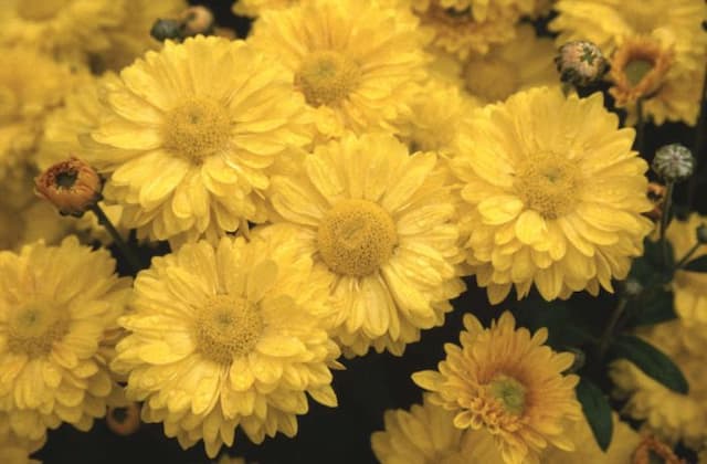 Chrysanthemum 'Candlewick Limelight'