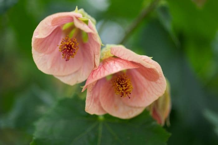 abutilon 'Old Rose Belle'