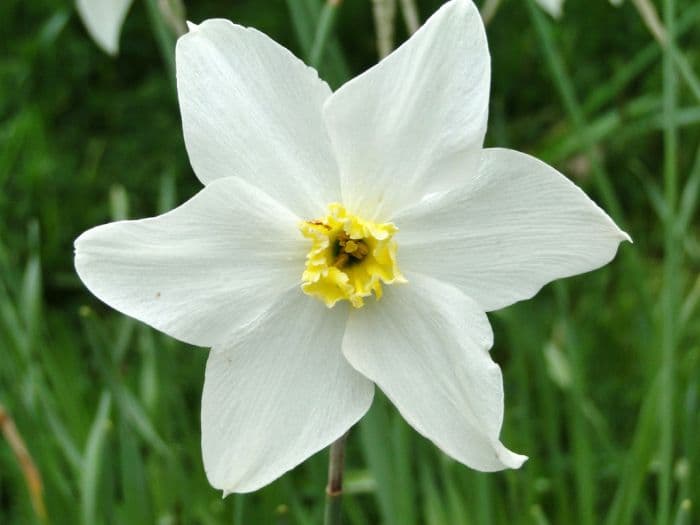 daffodil 'White Lady'