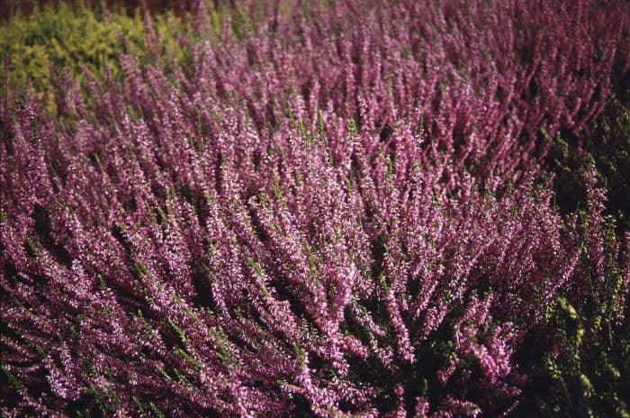 heather 'Anette'