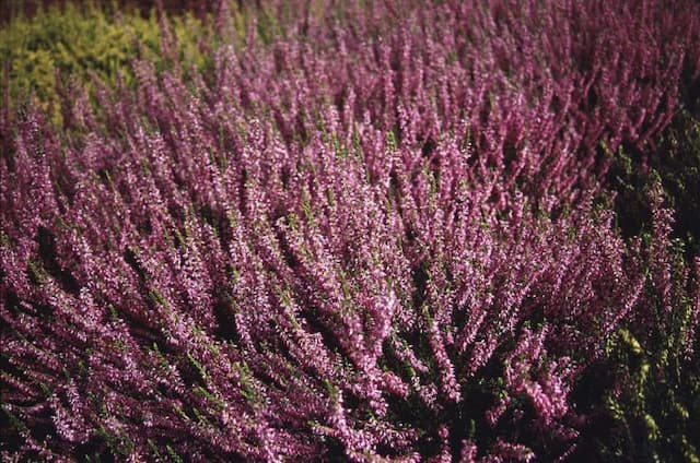 Heather 'Anette'