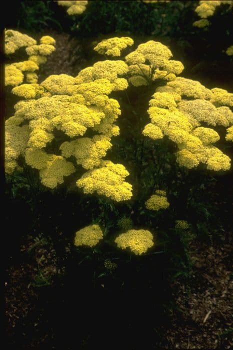 yarrow 'Hella Glashoff'