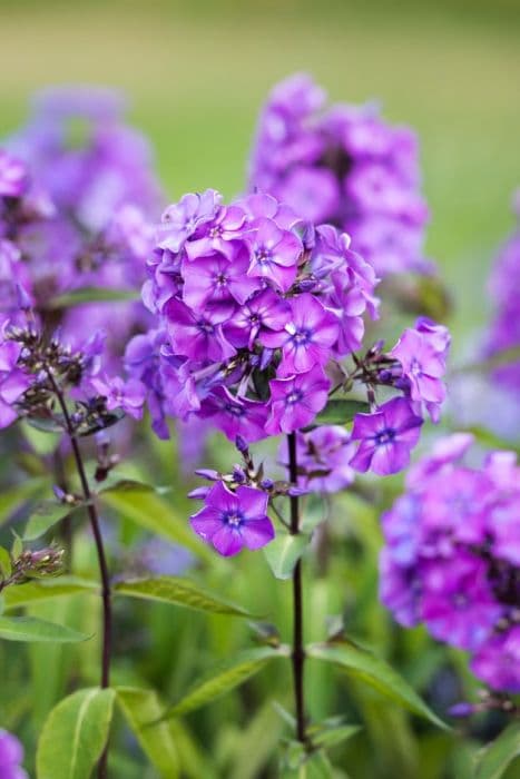 perennial phlox 'Blue Evening'