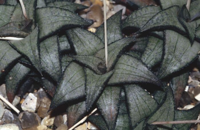 veined haworthia