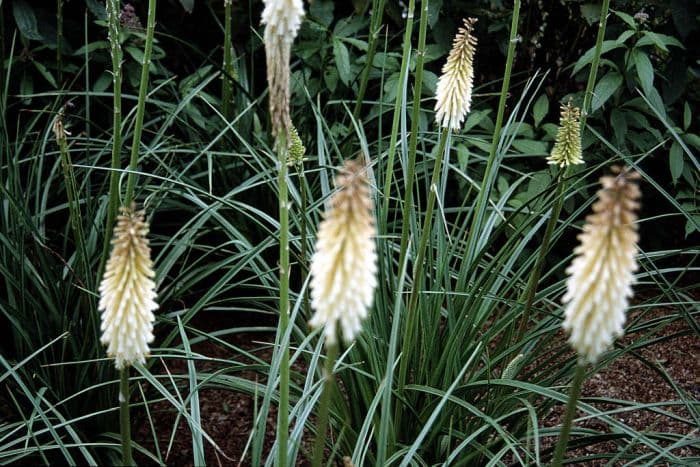 red-hot poker 'Toffee Nosed'