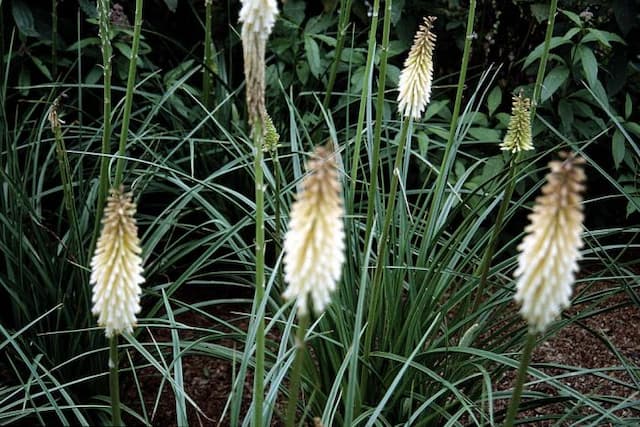 Red-hot poker 'Toffee Nosed'