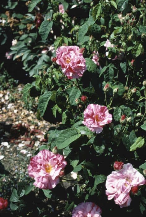 Rosa mundi