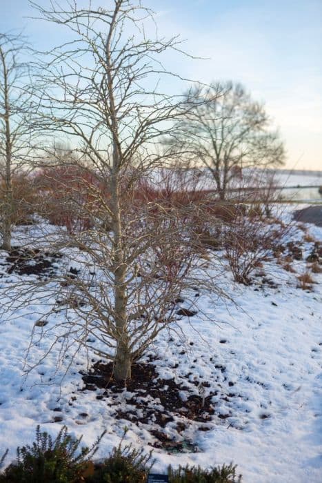 maidenhair tree 'Fastigiata'