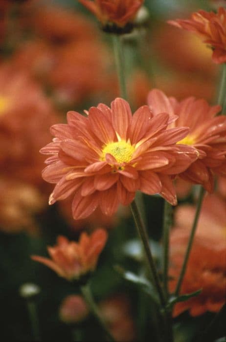 chrysanthemum 'Ruby Enbee Wedding'