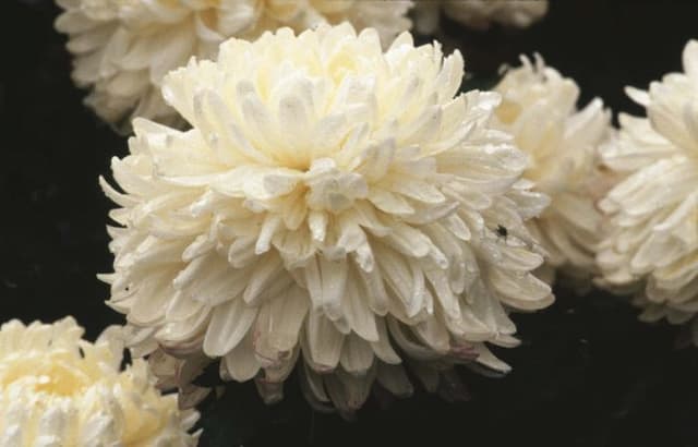 Chrysanthemum 'Swalwell'