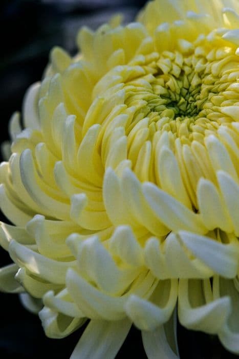 Chrysanthemum 'American Beauty'