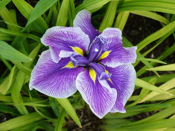 Japanese water iris 'Crystal Halo'