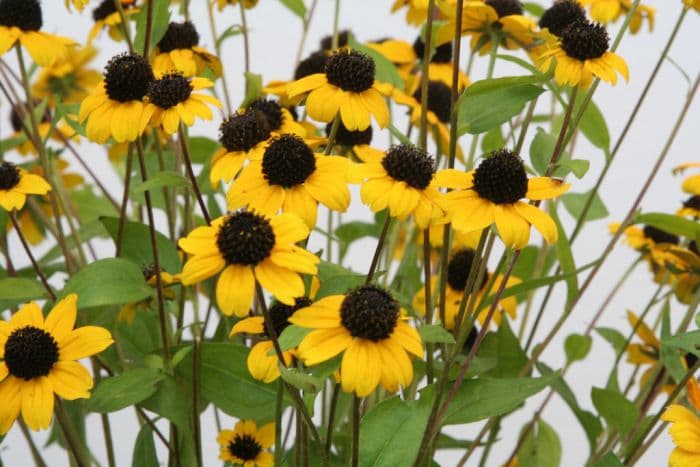 brown-eyed Susan