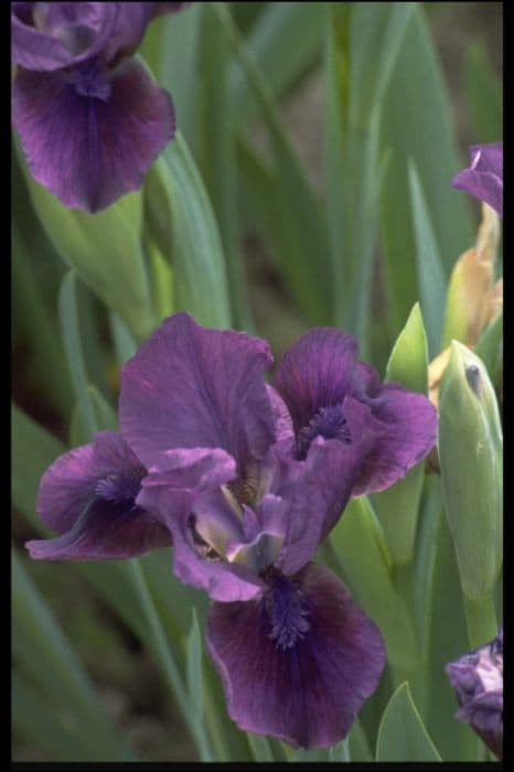 iris 'Purple Landscape'