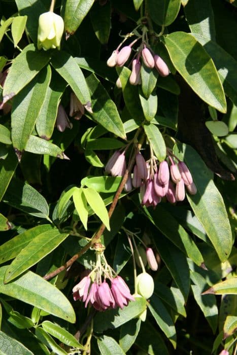 broad-leaved sausage vine