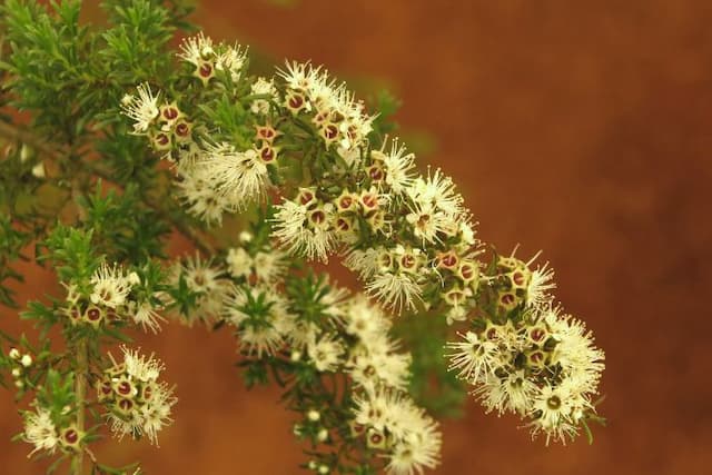 Victorian bottle-green tea-tree