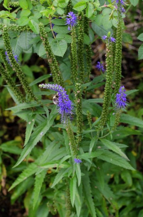 Spiked speedwell