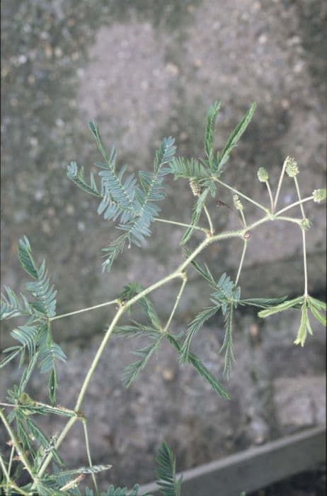 sensitive plant