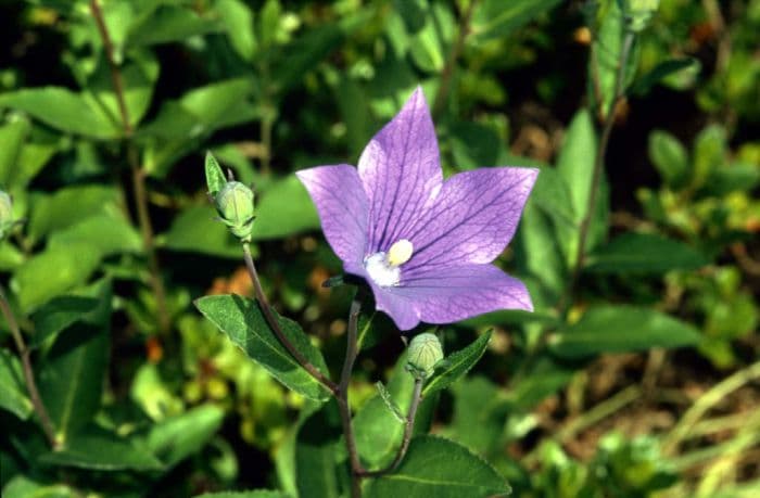 balloon flower 'Mariesii'