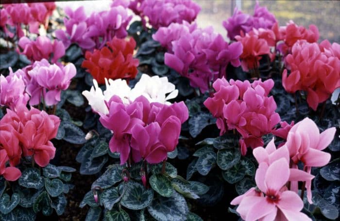 cyclamen 'Concerto Apollo'