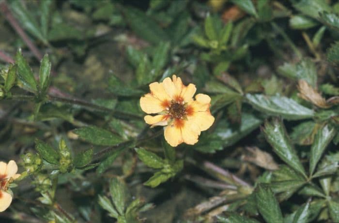 staghorn cinquefoil