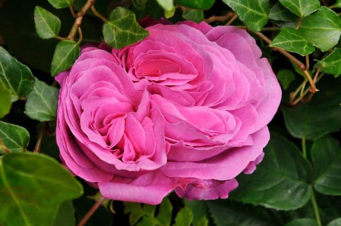 rose 'Madame Isaac Pereire'