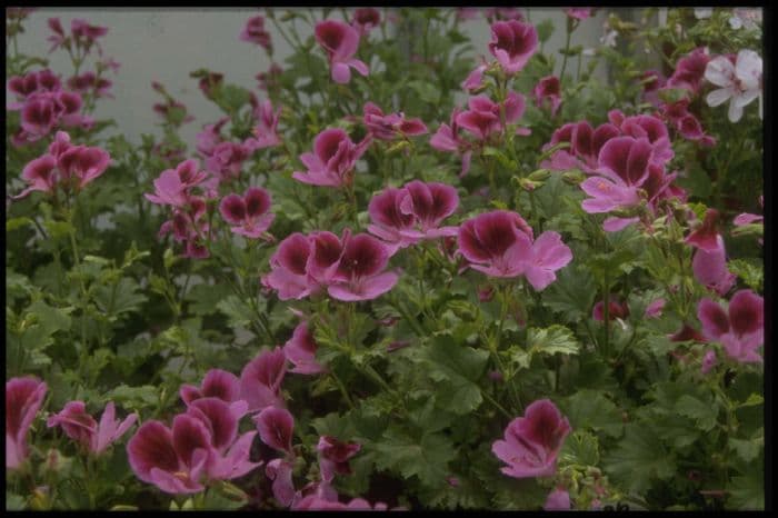 pelargonium 'Kettlebaston'