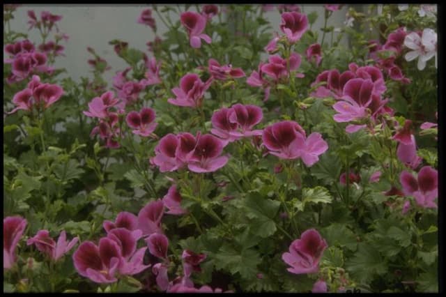 Pelargonium 'Kettlebaston'