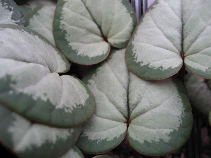 cyclamen Silver Group