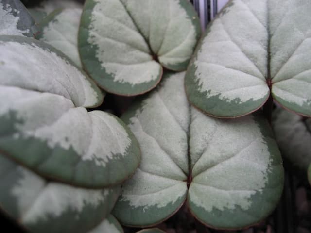 Cyclamen Silver Group