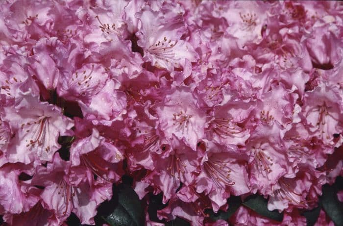 rhododendron 'Tatjana'