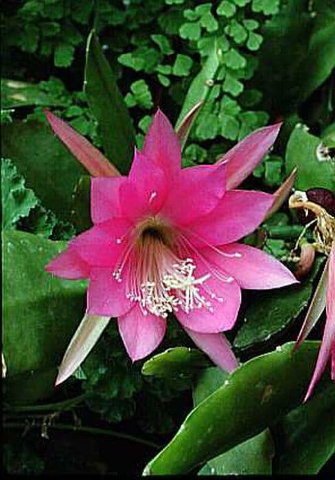 Nelson disocactus