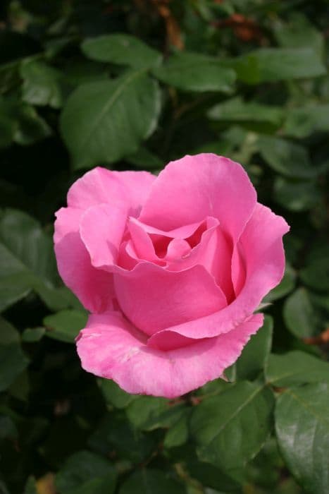 Rose [The McCartney Rose]