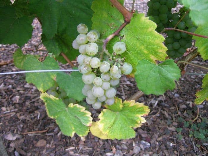 grape 'Auxerrois'