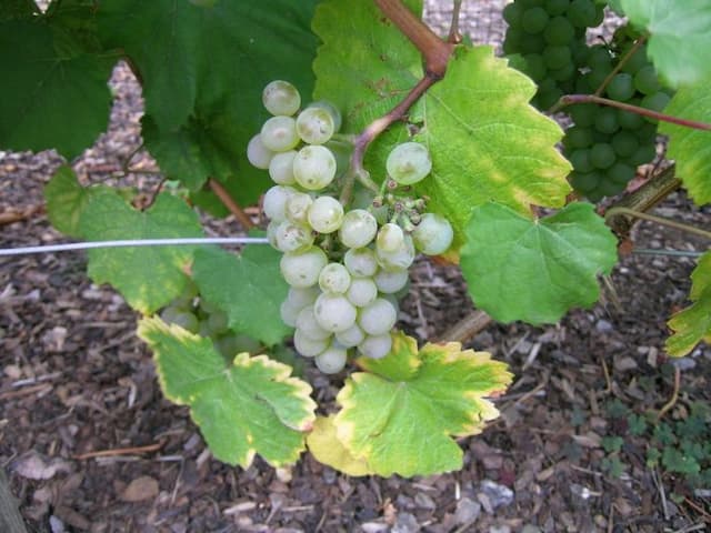 Grape 'Auxerrois'