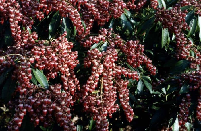 pieris 'Valley Valentine'