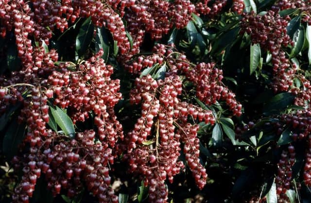 Pieris 'Valley Valentine'