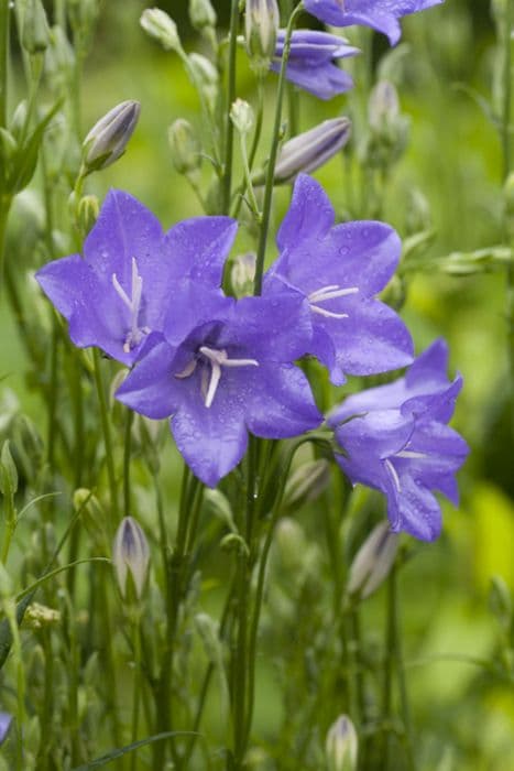 fairy bellflower