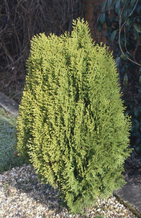 dwarf golden oriental thuja