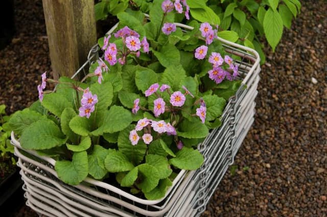 Polyanthus 'Kinlough Beauty'