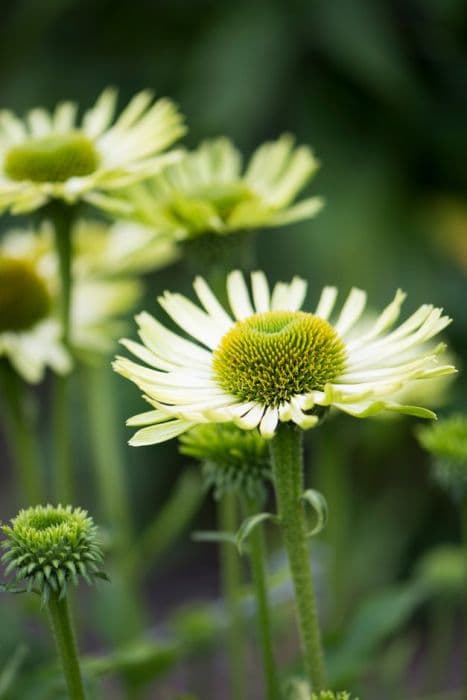 purple coneflower 'Green Jewel'