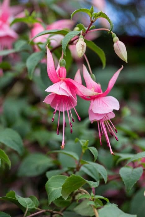 fuchsia 'Leonora'