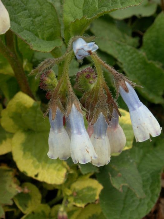 comfrey 'Goldsmith'