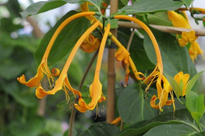 giant Burmese honeysuckle