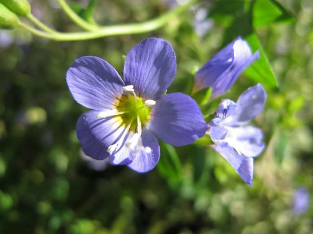 Jacob's ladder 'Blue Pearl'