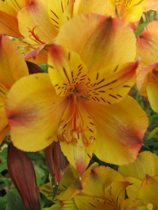 Peruvian lily [Princess Ariane]