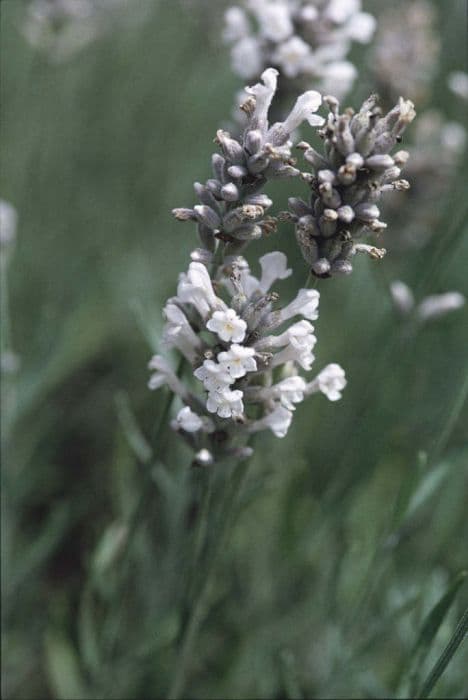 English lavender 'Wendy Carlile'